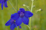 Alabama larkspur